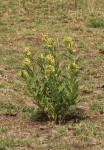 Xysmalobium undulatum