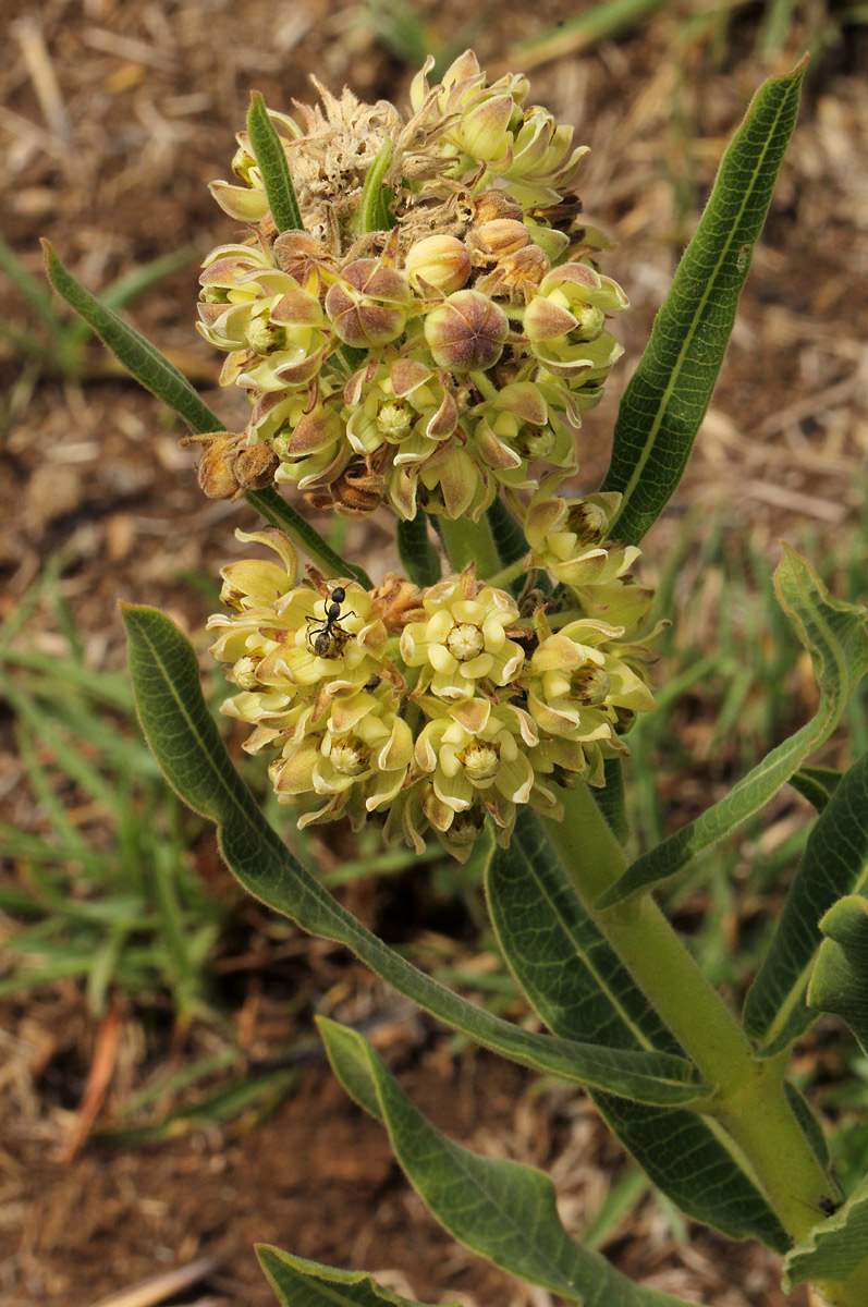 Xysmalobium undulatum Xysmalobium undulatum