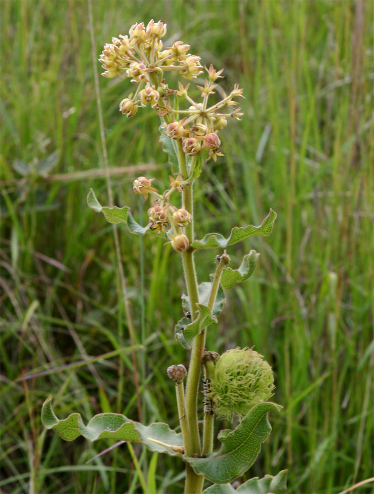 Xysmalobium undulatum Xysmalobium undulatum