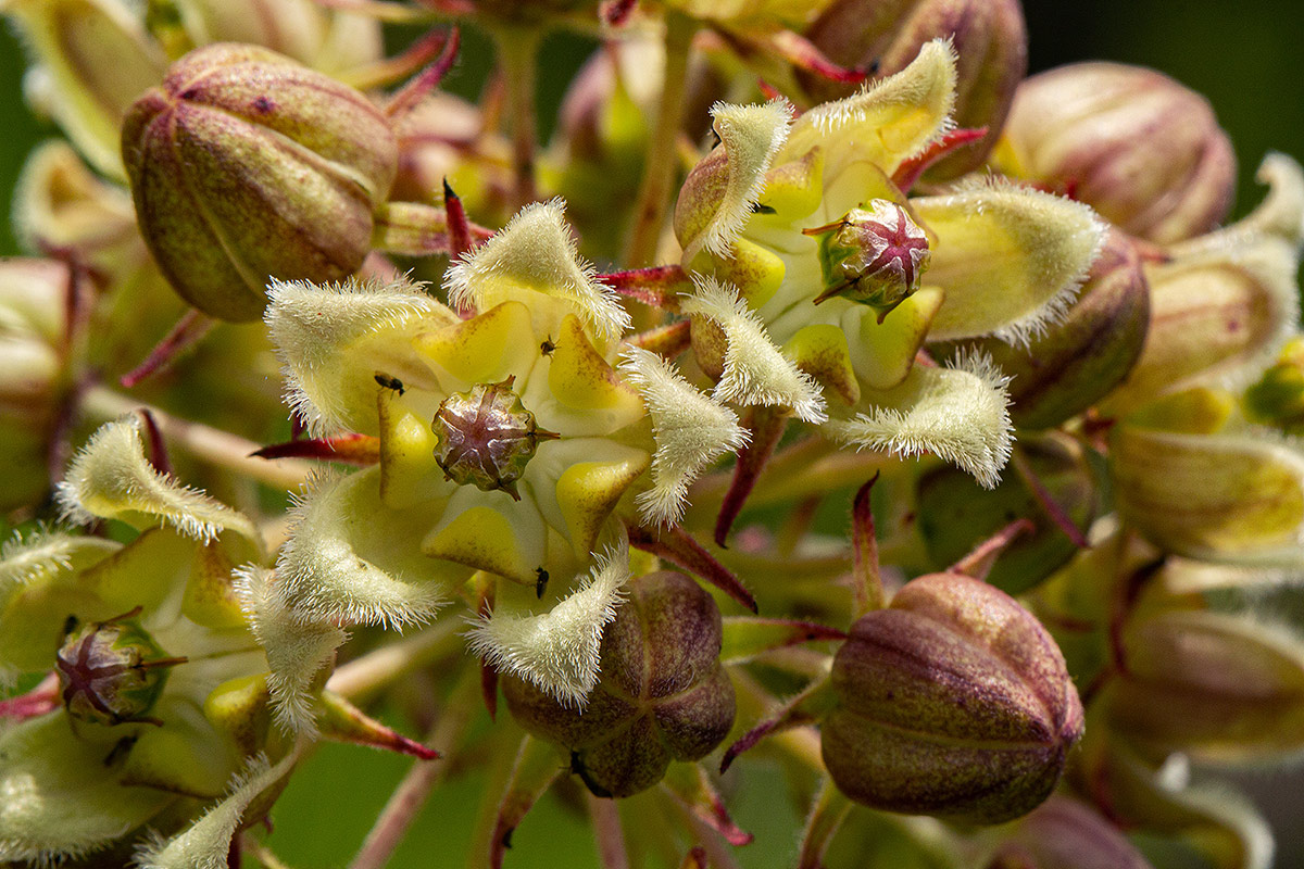 Xysmalobium undulatum Xysmalobium undulatum
