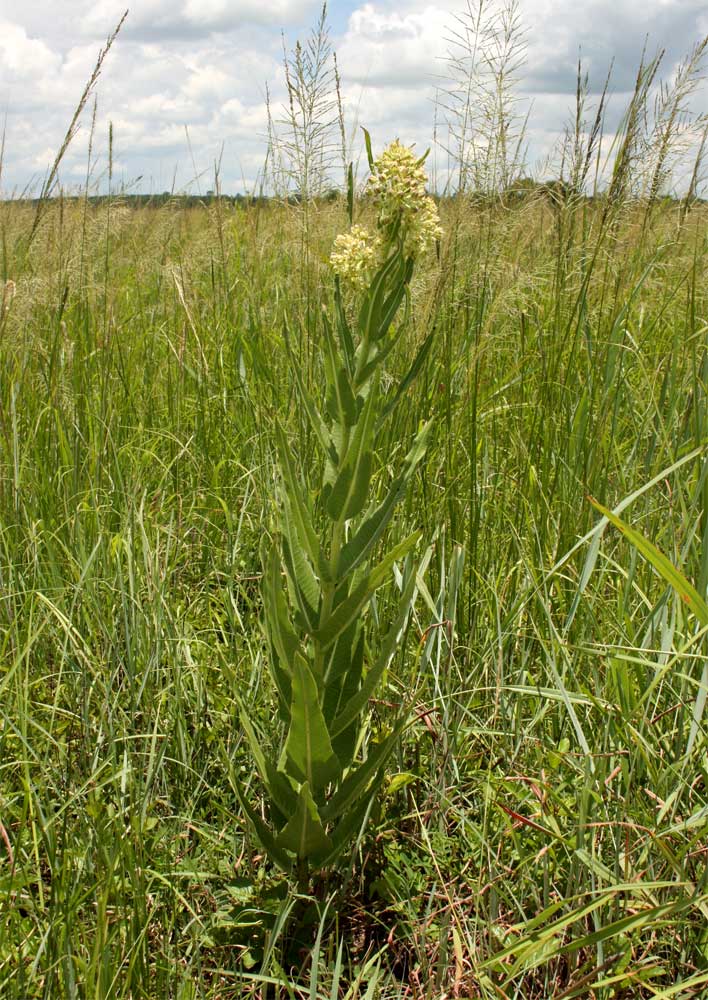 Xysmalobium undulatum Xysmalobium undulatum