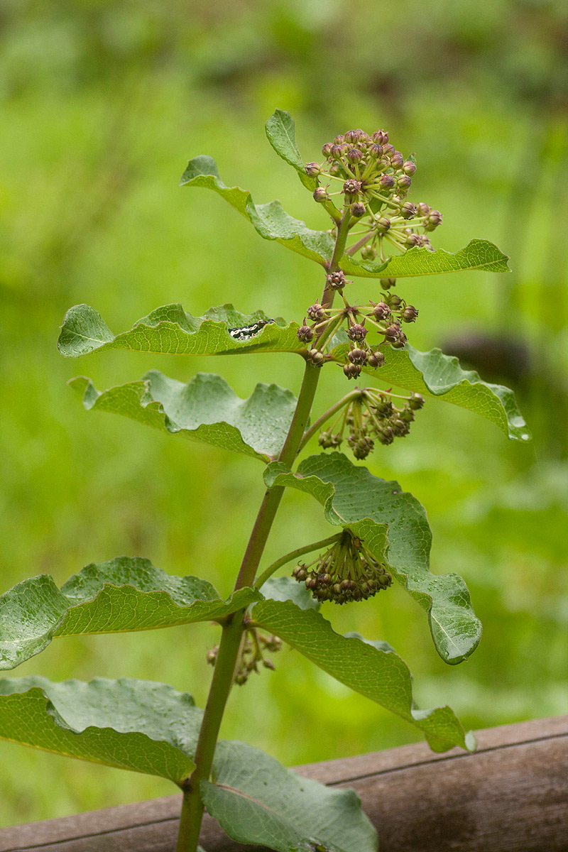 Xysmalobium undulatum Xysmalobium undulatum
