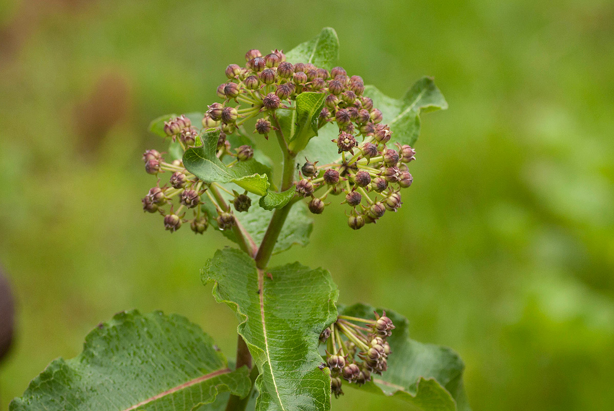 Xysmalobium undulatum Xysmalobium undulatum
