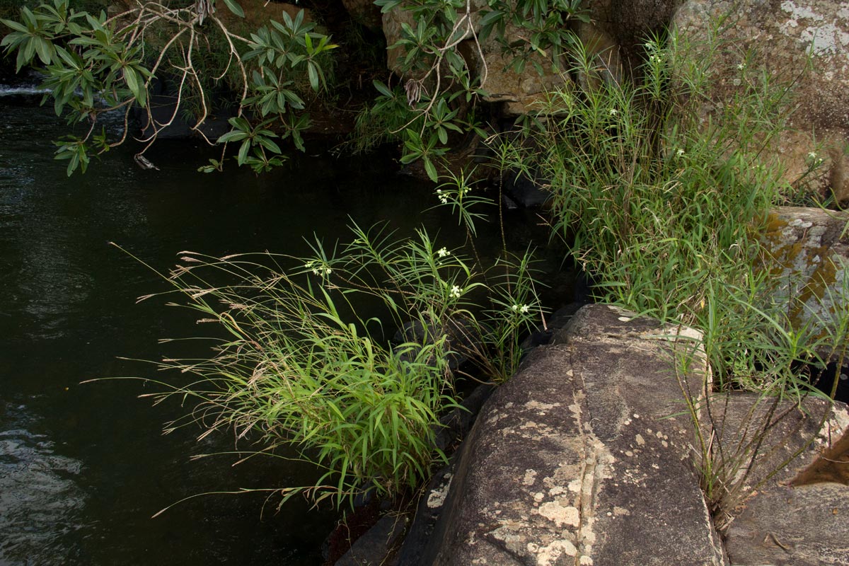 Kanahia laniflora Kanahia laniflora