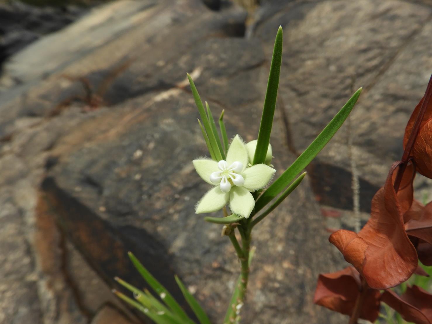 Kanahia laniflora Kanahia laniflora