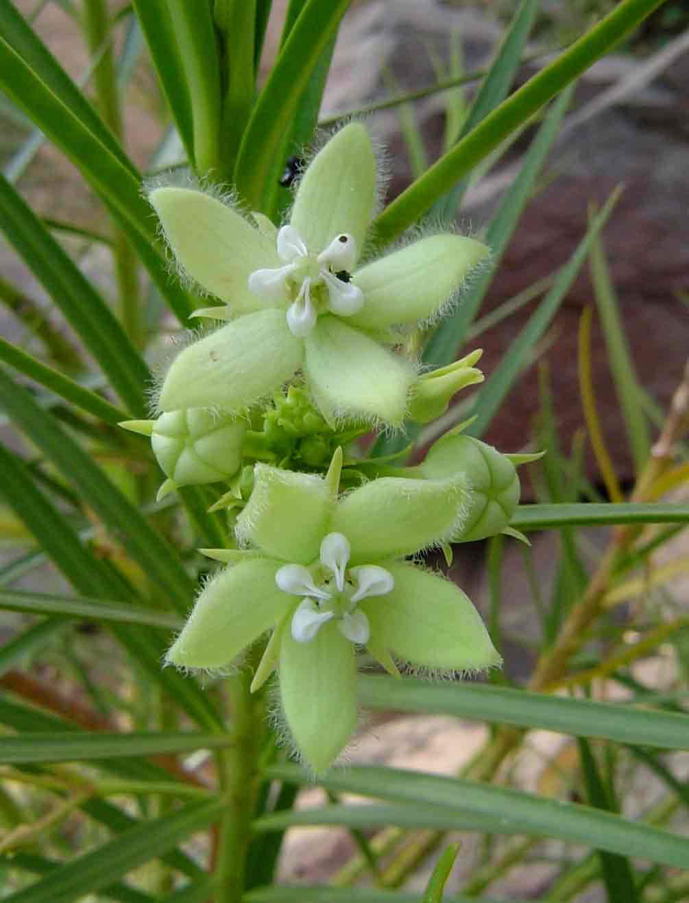 Kanahia laniflora Kanahia laniflora