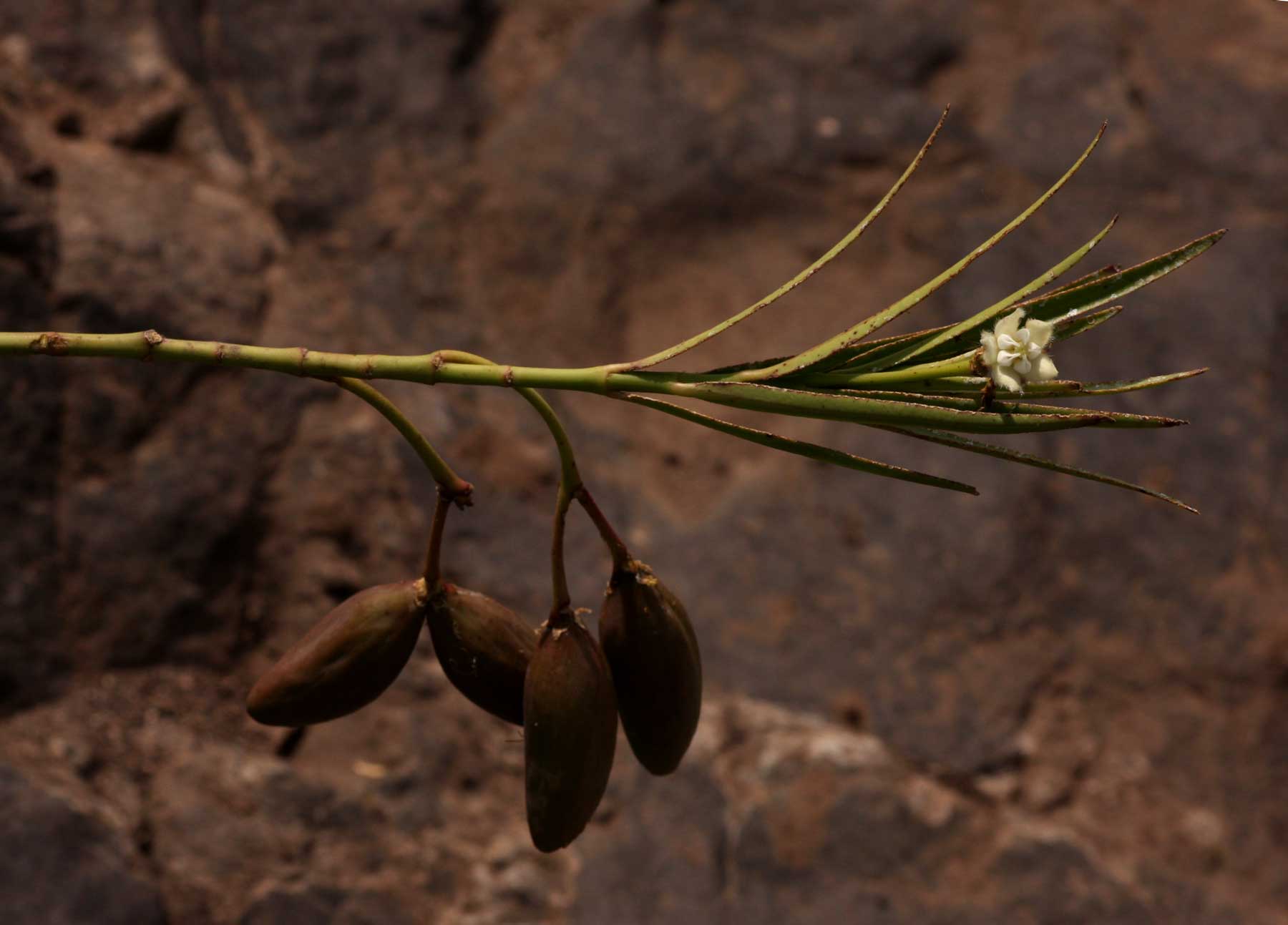 Kanahia laniflora Kanahia laniflora