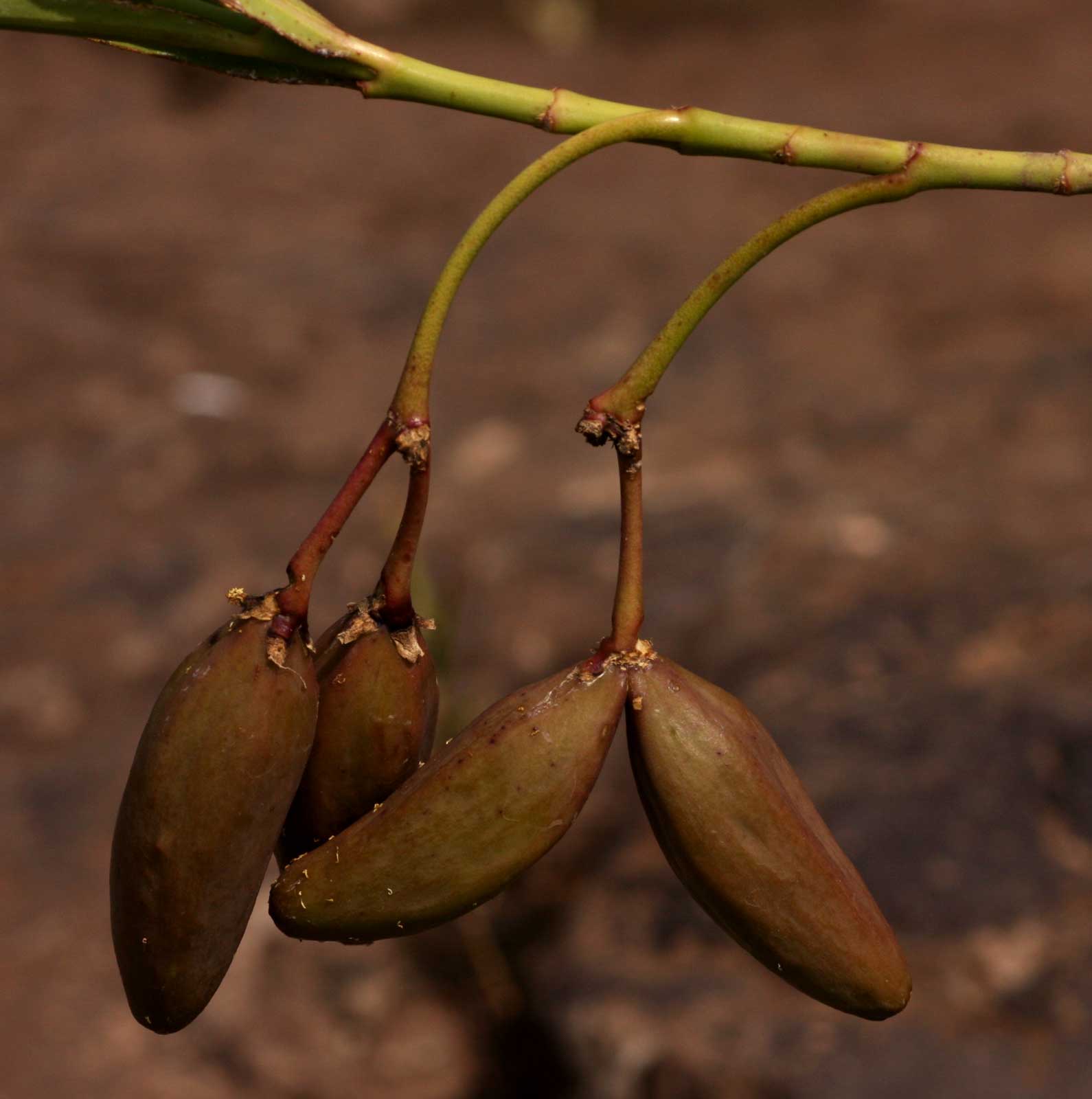 Kanahia laniflora Kanahia laniflora
