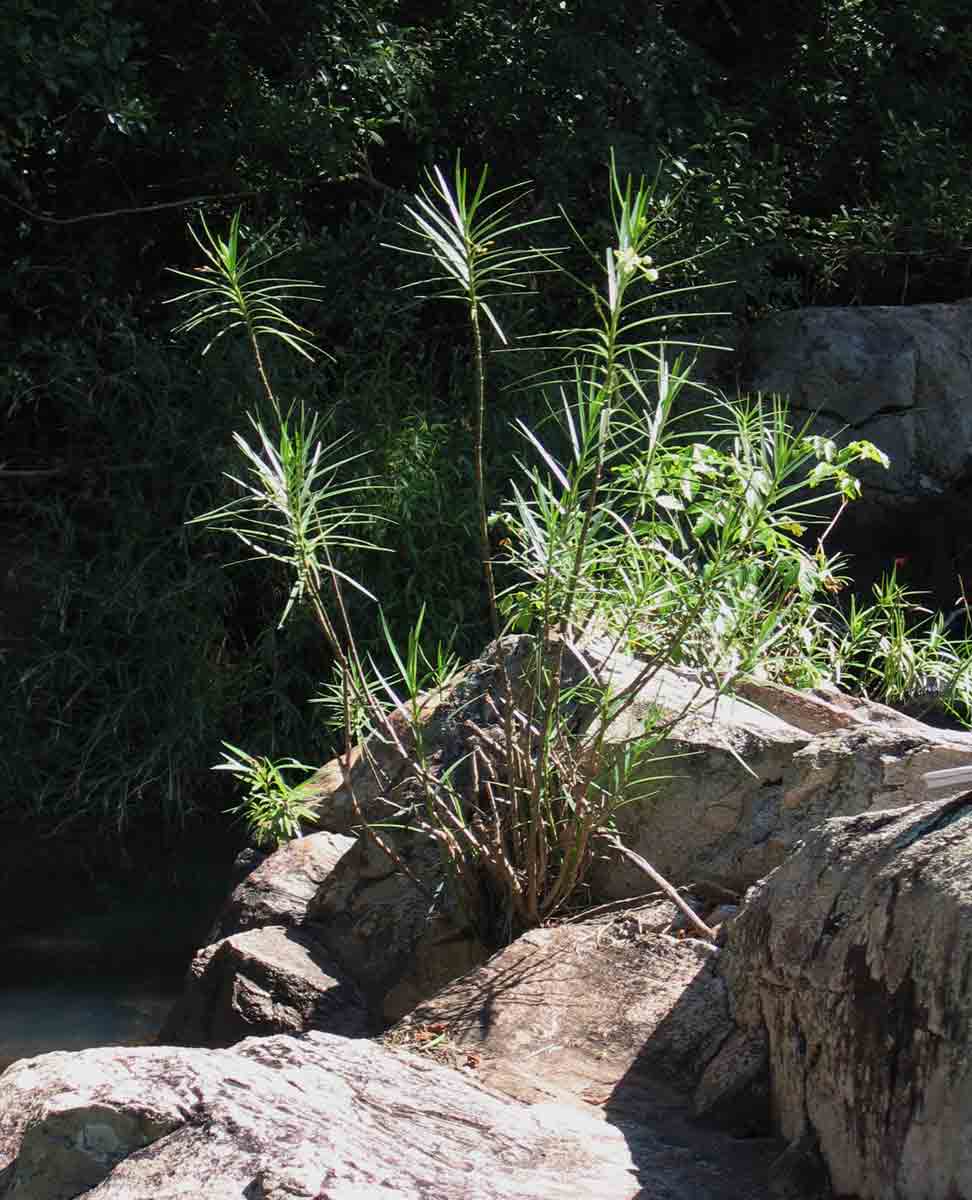 Kanahia laniflora Kanahia laniflora