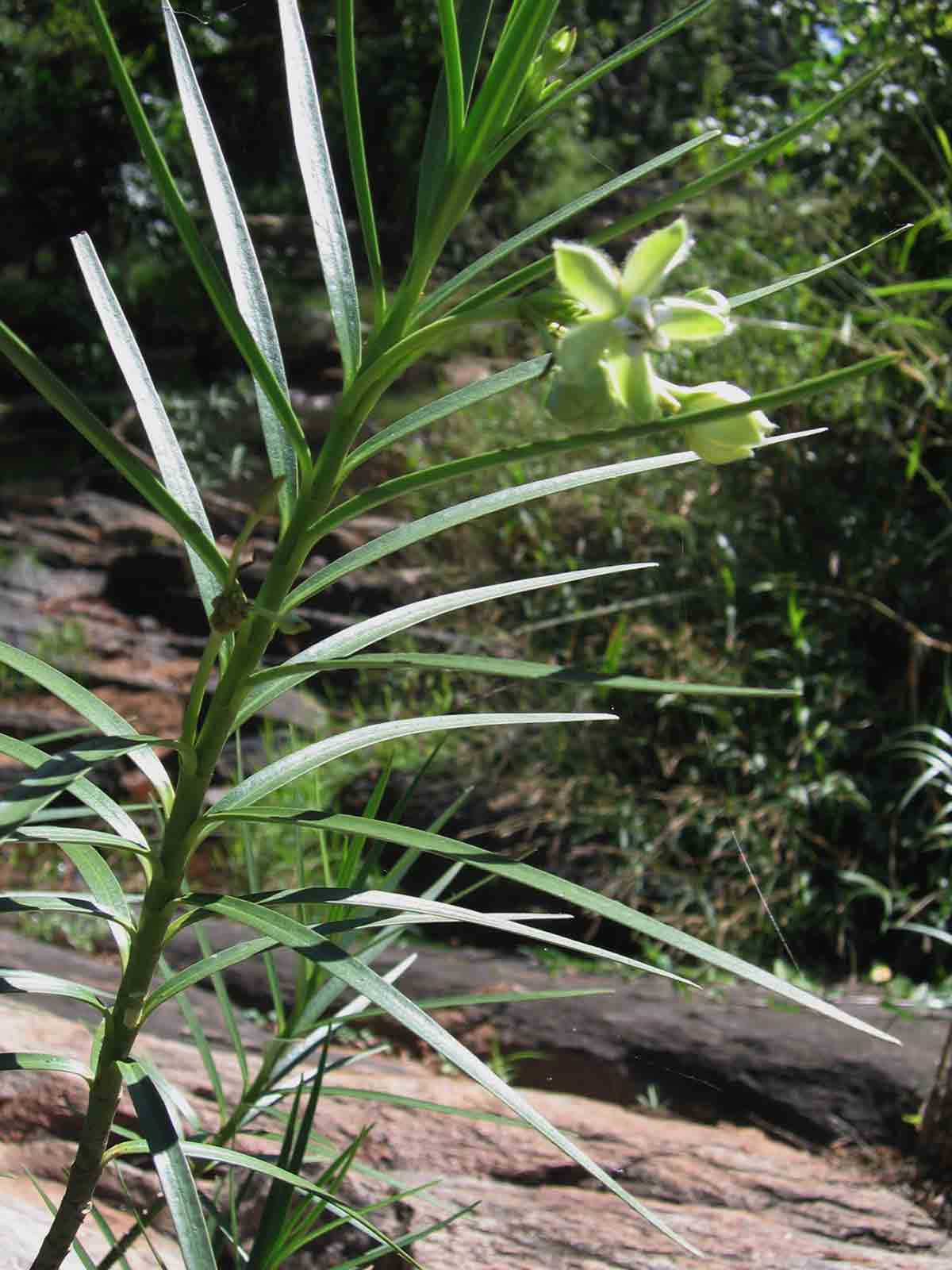 Kanahia laniflora Kanahia laniflora