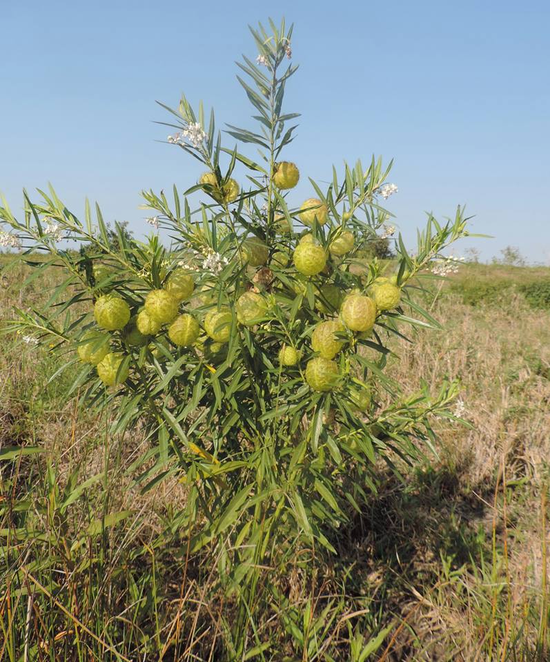 Gomphocarpus physocarpus Gomphocarpus physocarpus