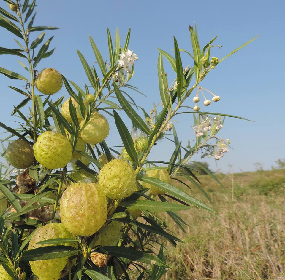 Gomphocarpus physocarpus Gomphocarpus physocarpus