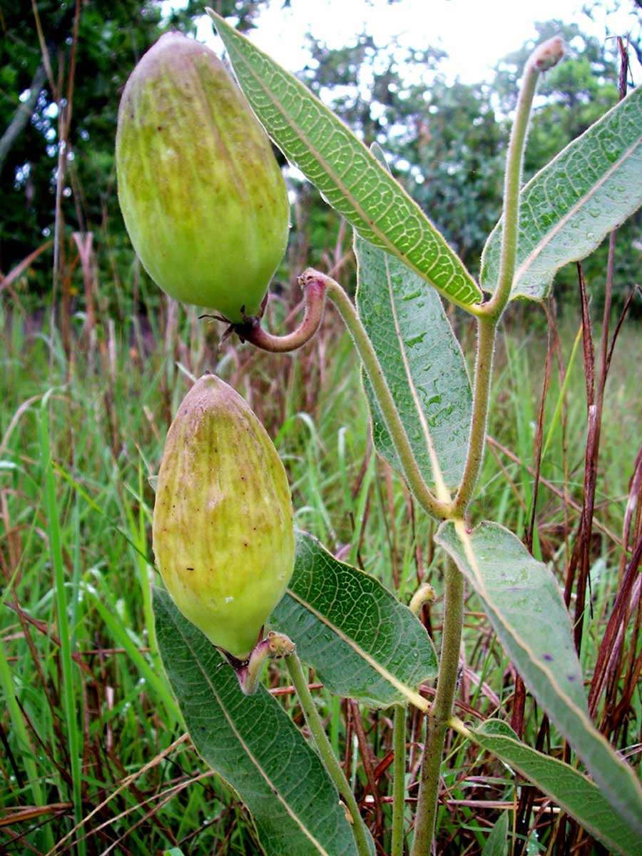 Pachycarpus bisacculatus Pachycarpus bisacculatus