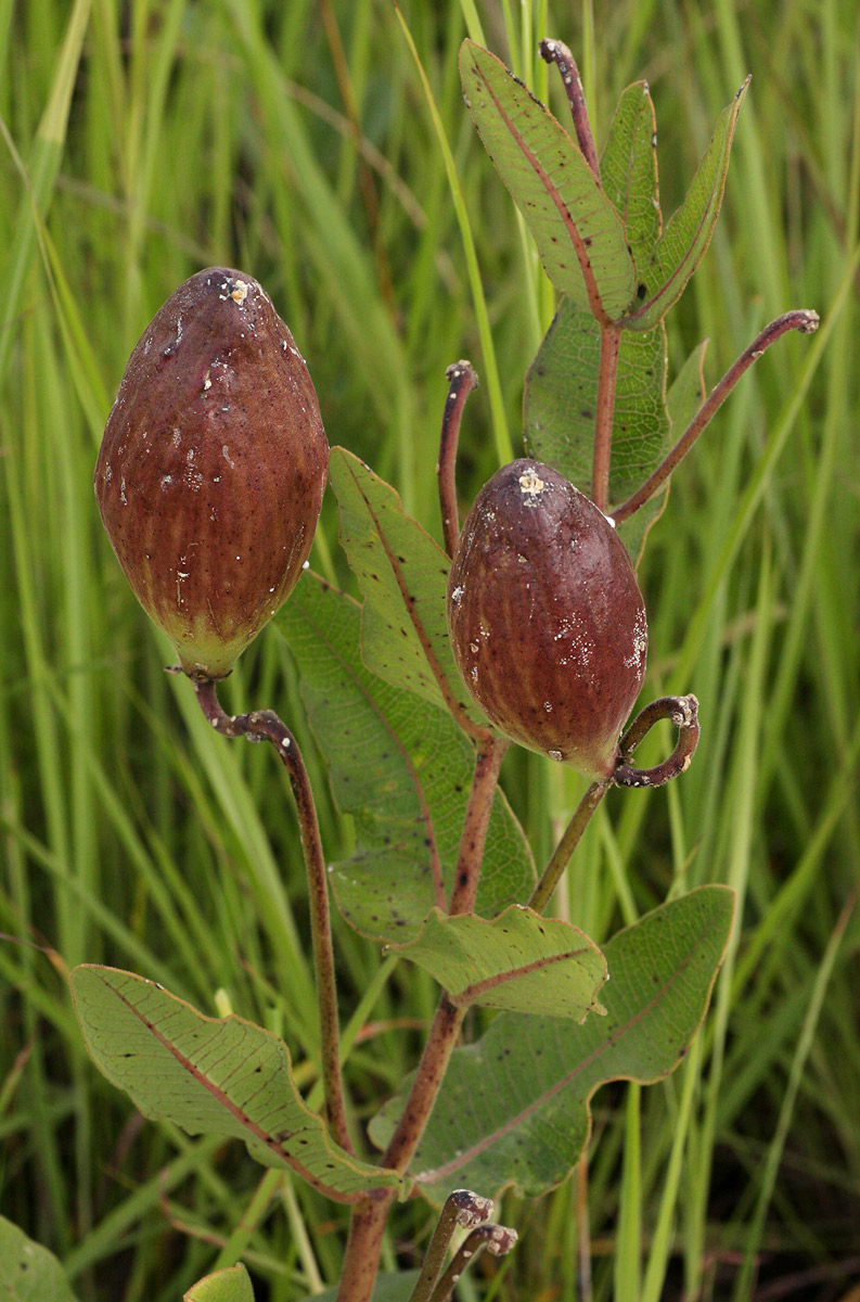 Pachycarpus bisacculatus Pachycarpus bisacculatus