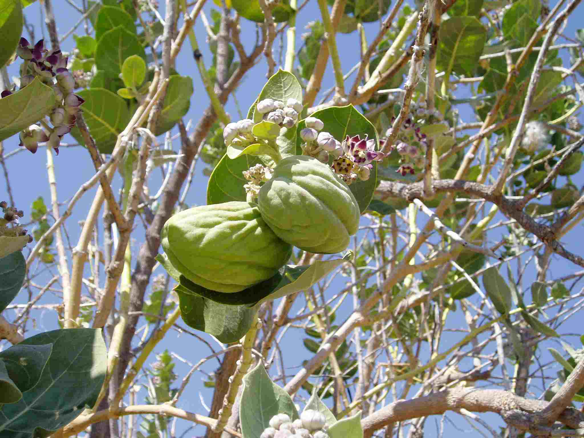 Calotropis procera Calotropis procera