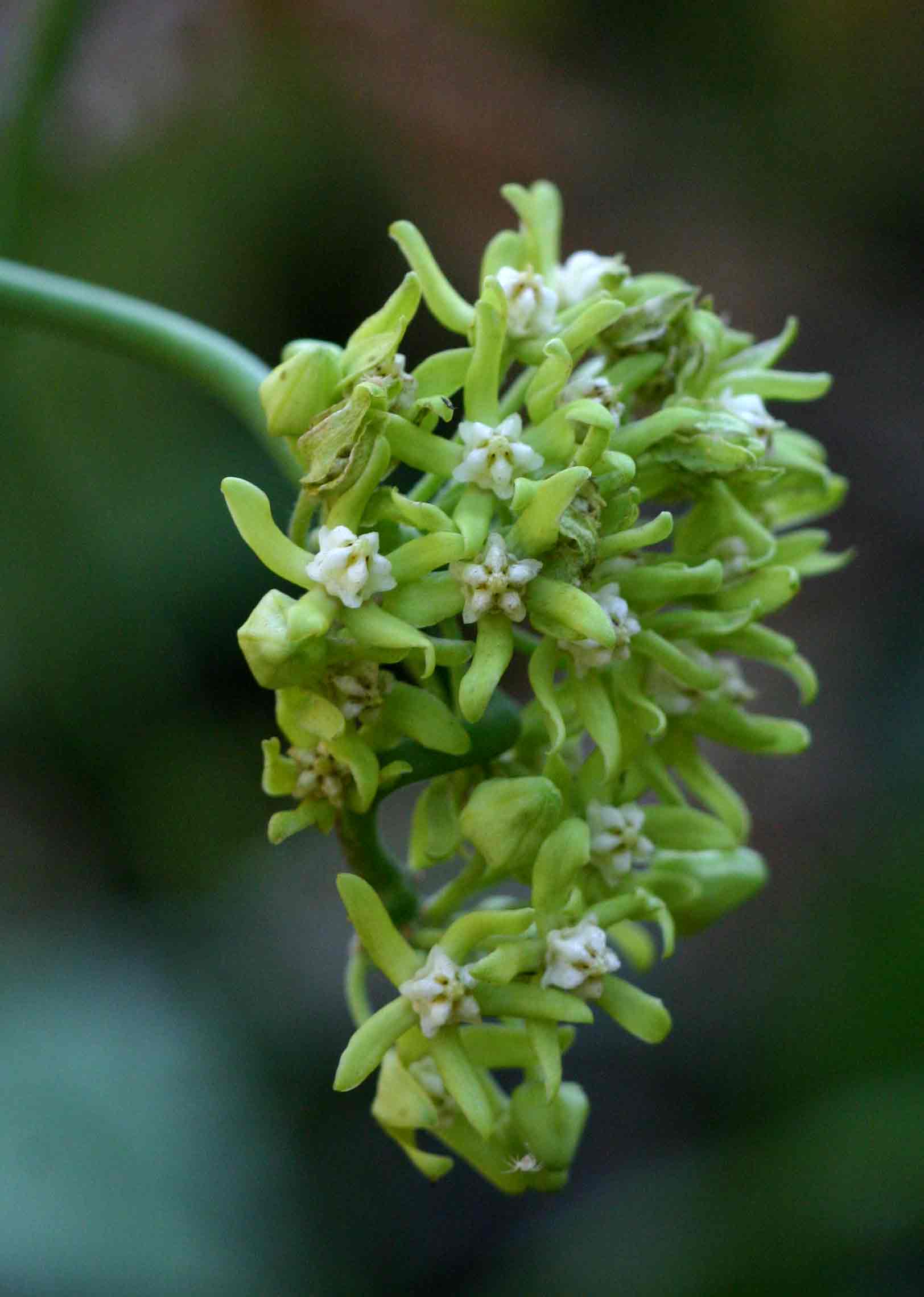 Cynanchum viminale subsp. suberosum Cynanchum viminale subsp. suberosum