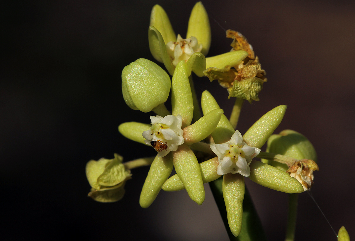 Cynanchum viminale subsp. suberosum Cynanchum viminale subsp. suberosum