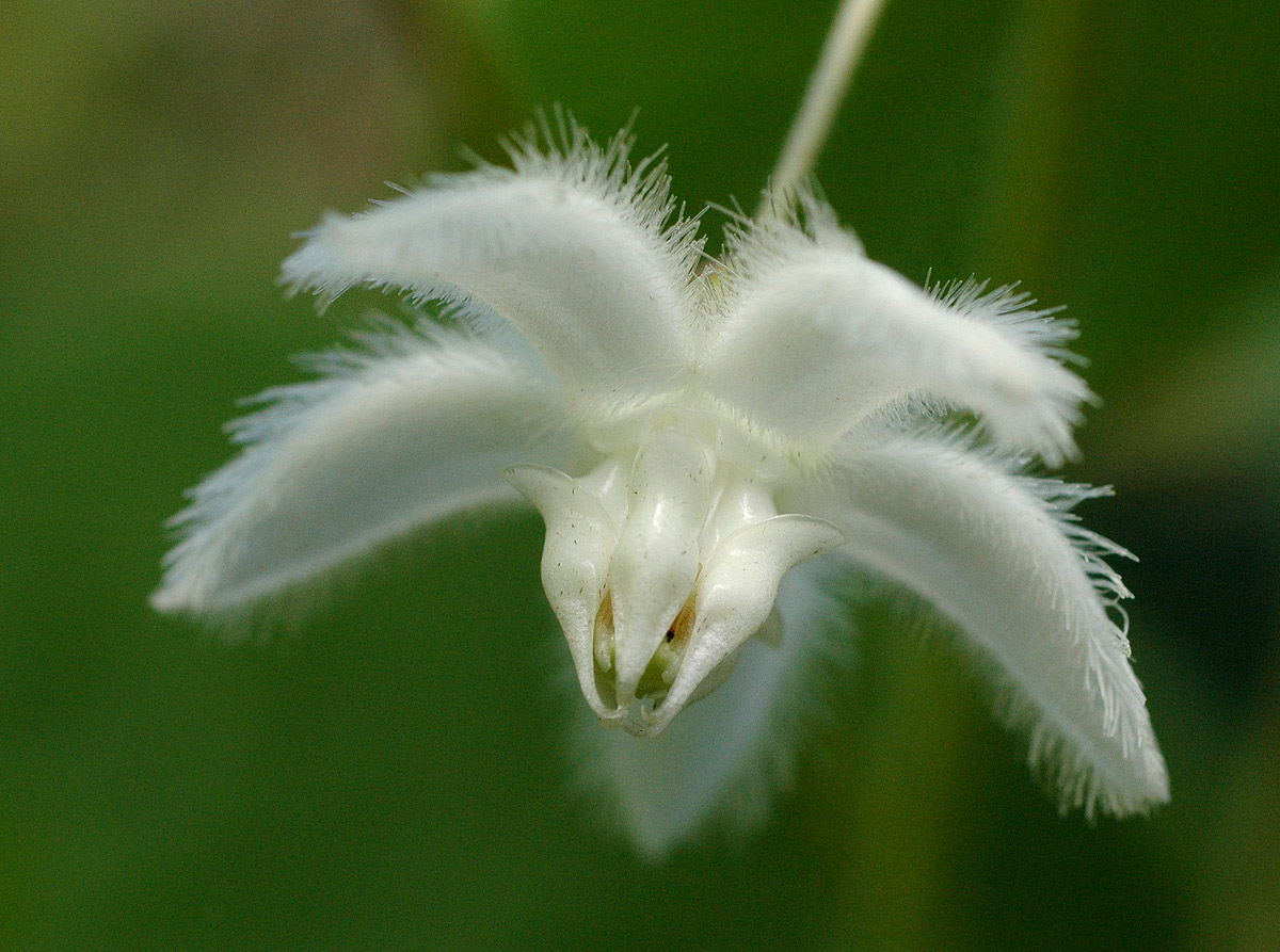 Pergularia daemia subsp. daemia Pergularia daemia subsp. daemia