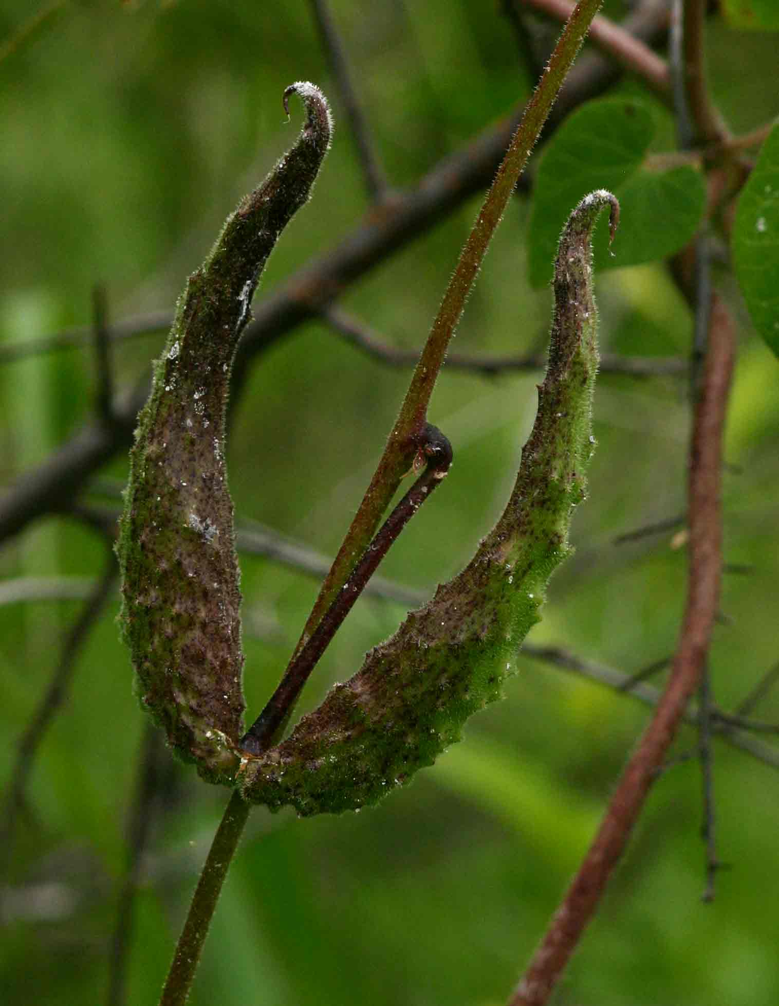 Pergularia daemia subsp. daemia Pergularia daemia subsp. daemia