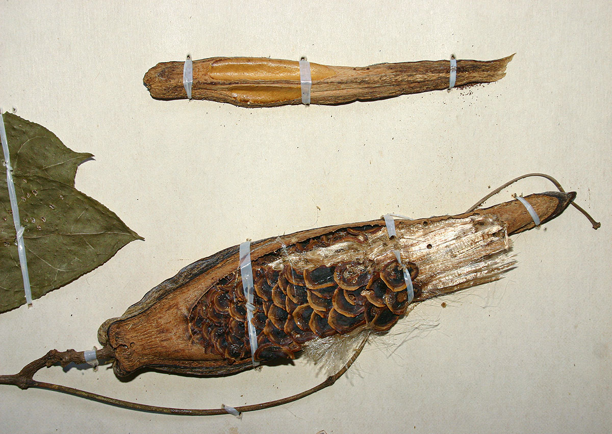 Telosma africana Telosma africana