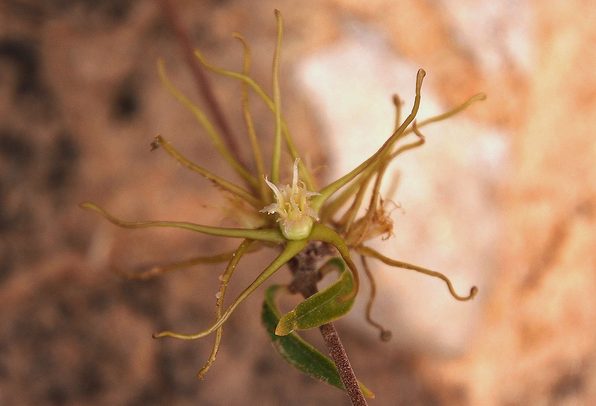 Fockea angustifolia Fockea angustifolia