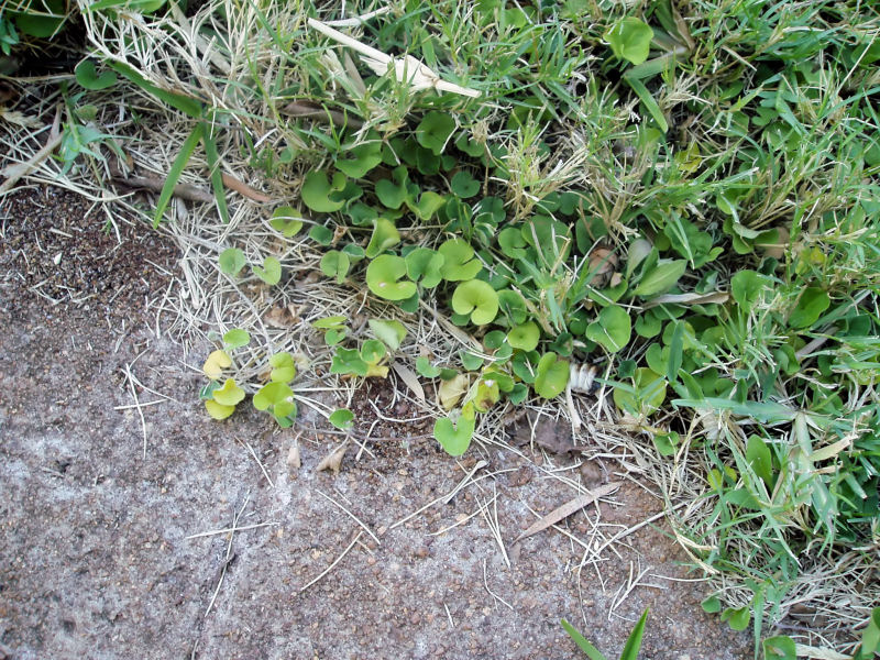 Dichondra micrantha Dichondra micrantha
