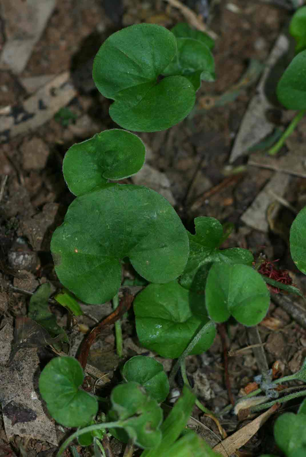 Dichondra micrantha Dichondra micrantha