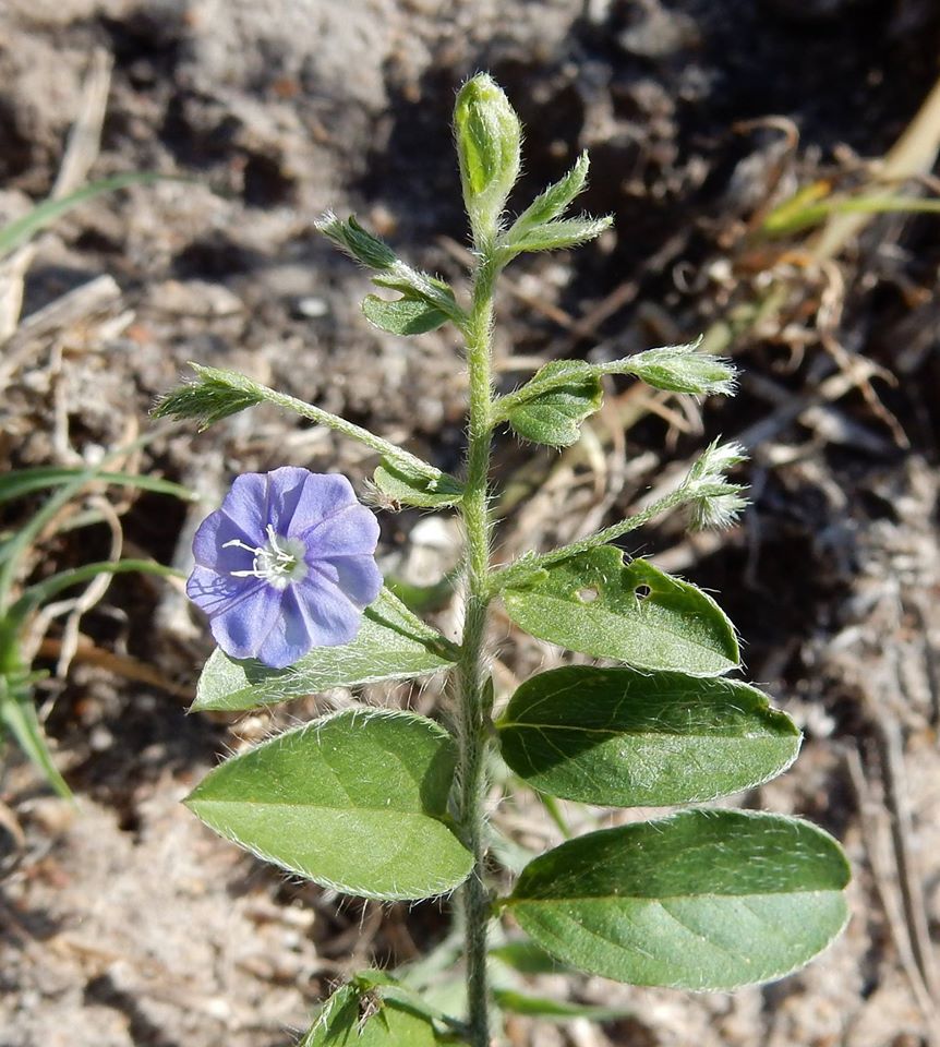 Evolvulus alsinoides var. alsinoides Evolvulus alsinoides var. alsinoides