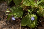 Evolvulus alsinoides var. alsinoides