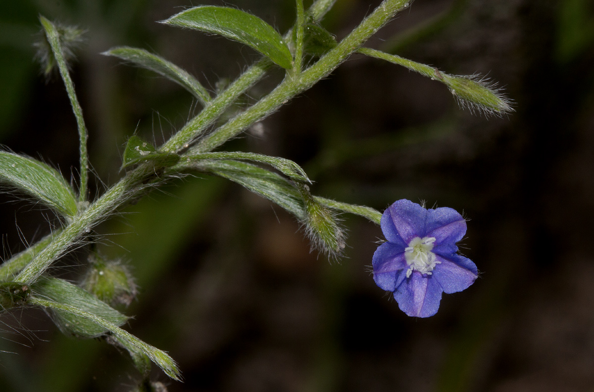 Evolvulus alsinoides var. alsinoides Evolvulus alsinoides var. alsinoides