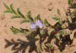 Evolvulus alsinoides var. alsinoides
