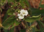 Seddera suffruticosa var. suffruticosa