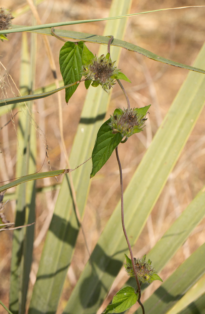 Jacquemontia tamnifolia Jacquemontia tamnifolia