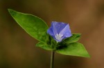 Jacquemontia tamnifolia