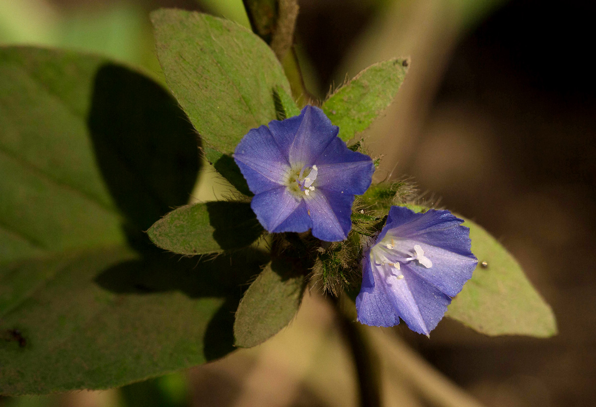 Jacquemontia tamnifolia Jacquemontia tamnifolia