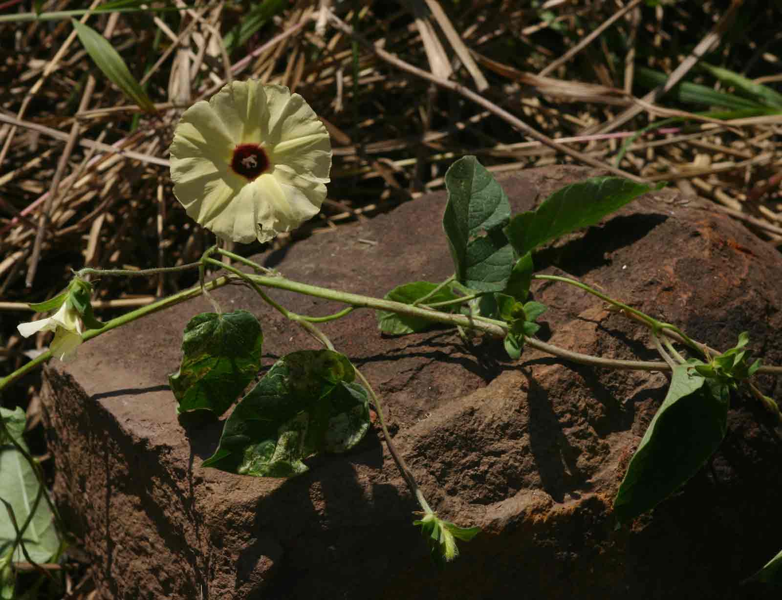 Hewittia malabarica Hewittia malabarica