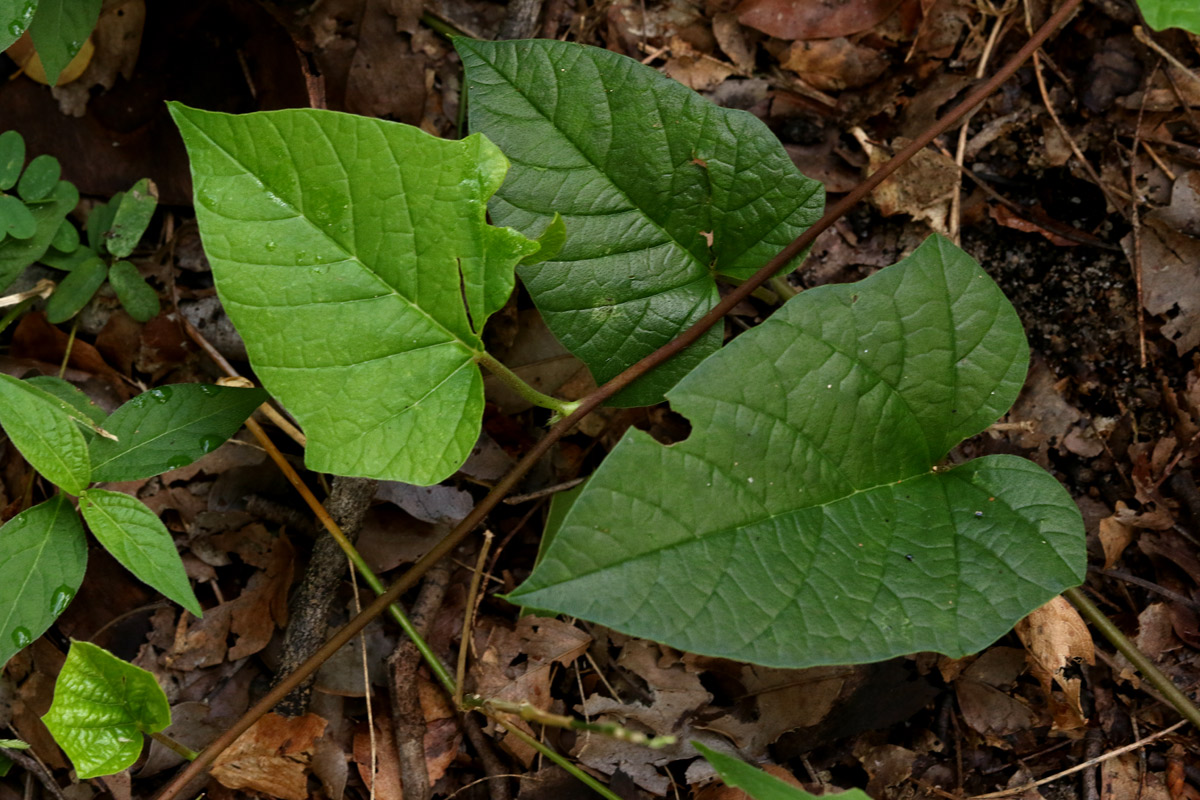 Hewittia malabarica Hewittia malabarica