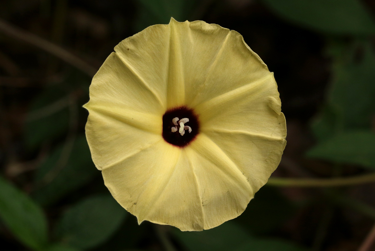 Hewittia malabarica Hewittia malabarica