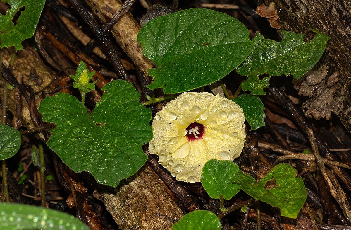 Hewittia malabarica Hewittia malabarica
