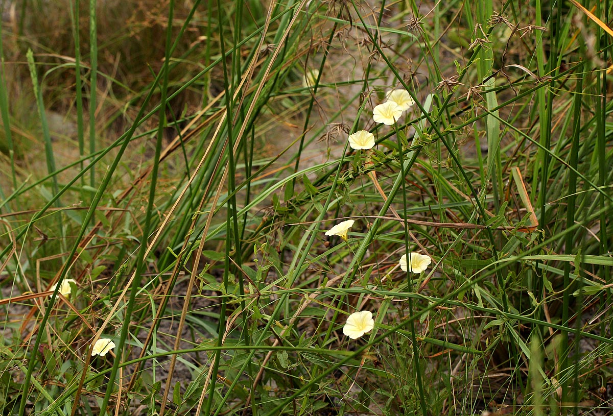 Xenostegia tridentata subsp. angustifolia Xenostegia tridentata subsp. angustifolia