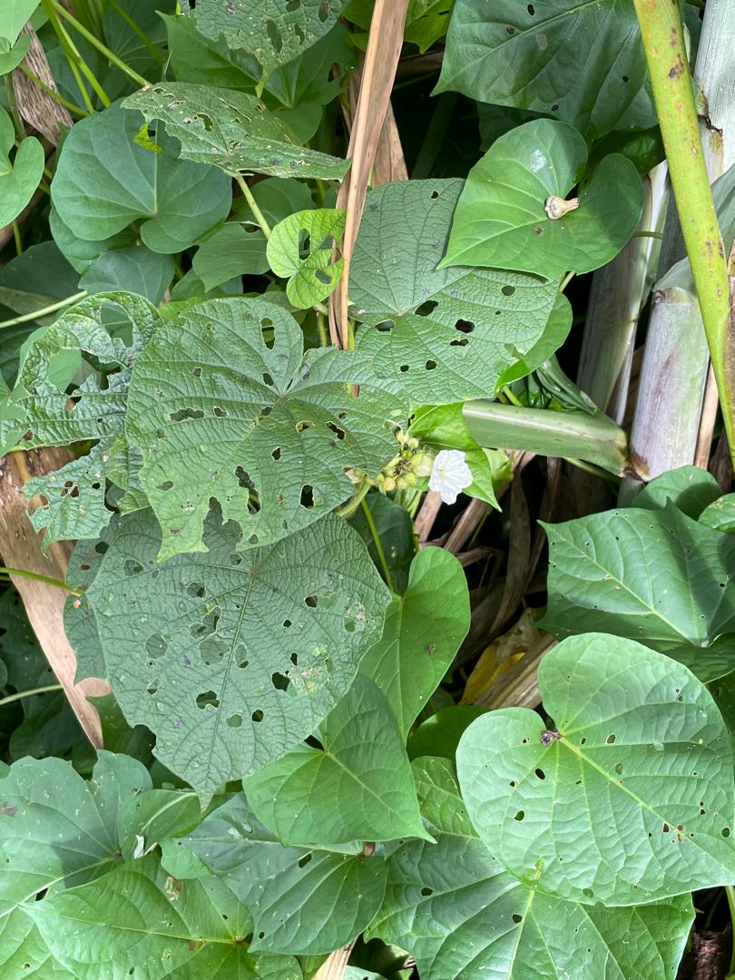 Lepistemon owariensis Lepistemon owariensis