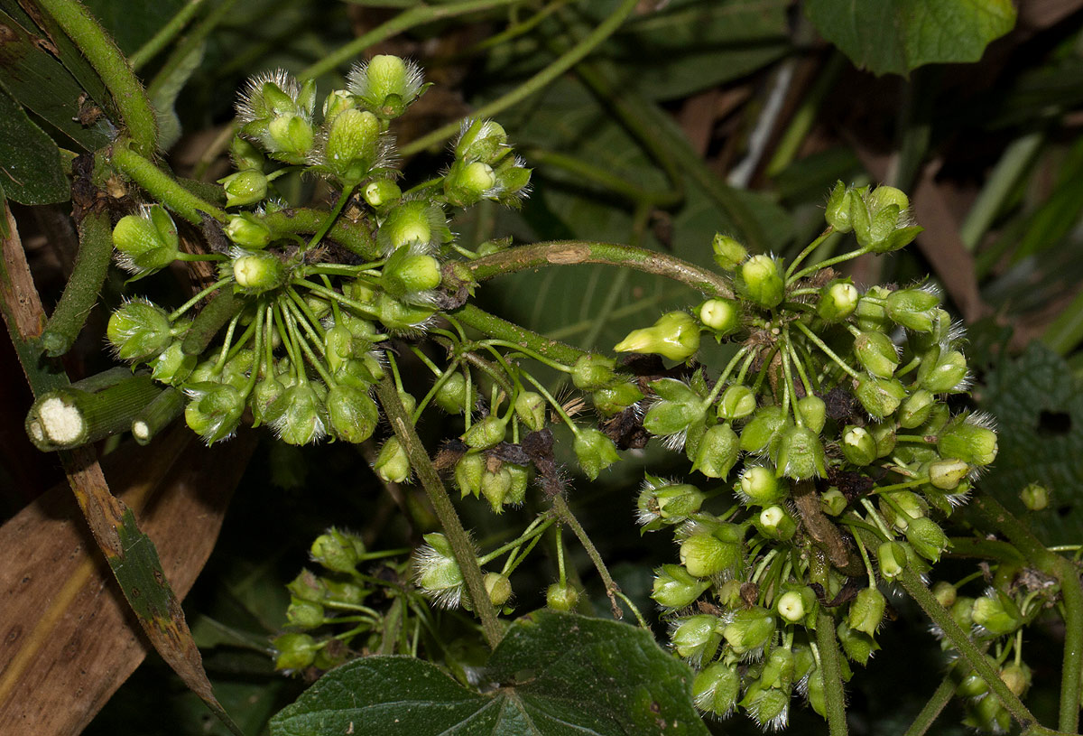 Lepistemon owariensis Lepistemon owariensis