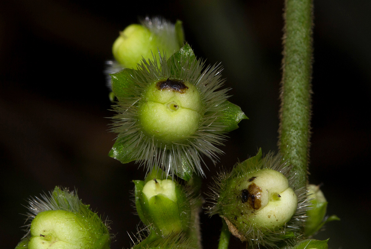 Lepistemon owariensis Lepistemon owariensis