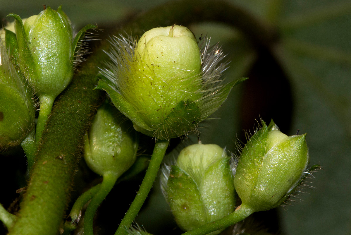 Lepistemon owariensis Lepistemon owariensis