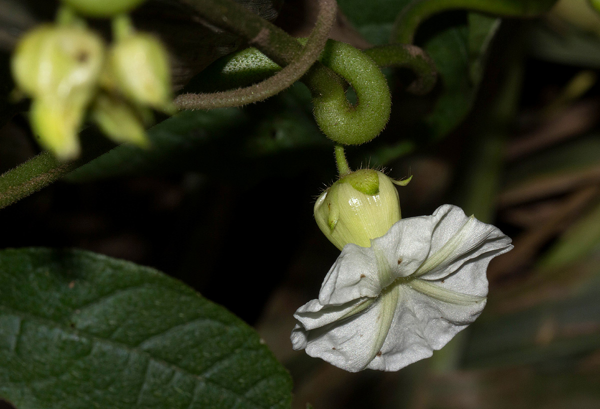 Lepistemon owariensis Lepistemon owariensis