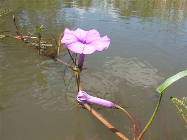 Ipomoea aquatica Ipomoea aquatica