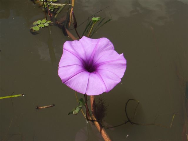 Ipomoea aquatica Ipomoea aquatica