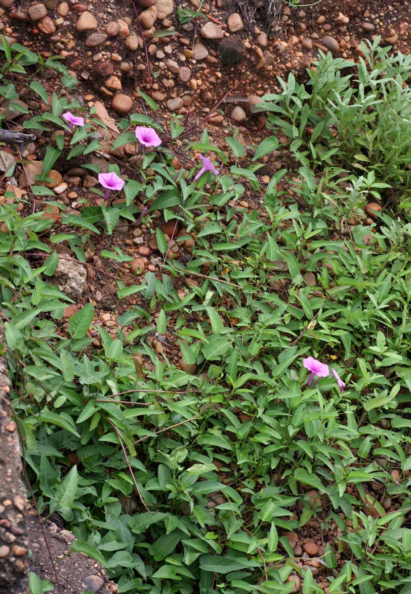 Ipomoea aquatica Ipomoea aquatica