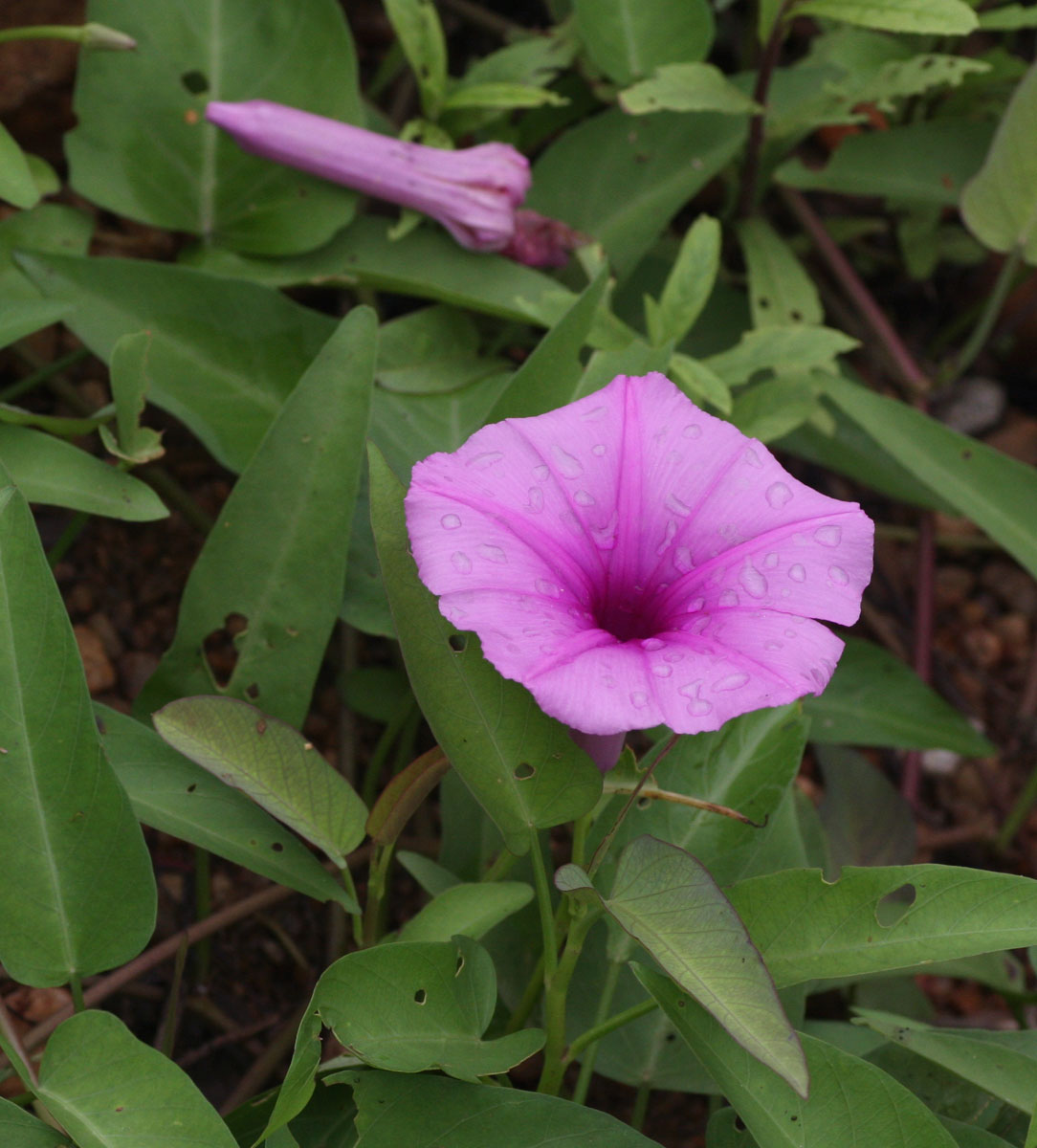 Ipomoea aquatica Ipomoea aquatica