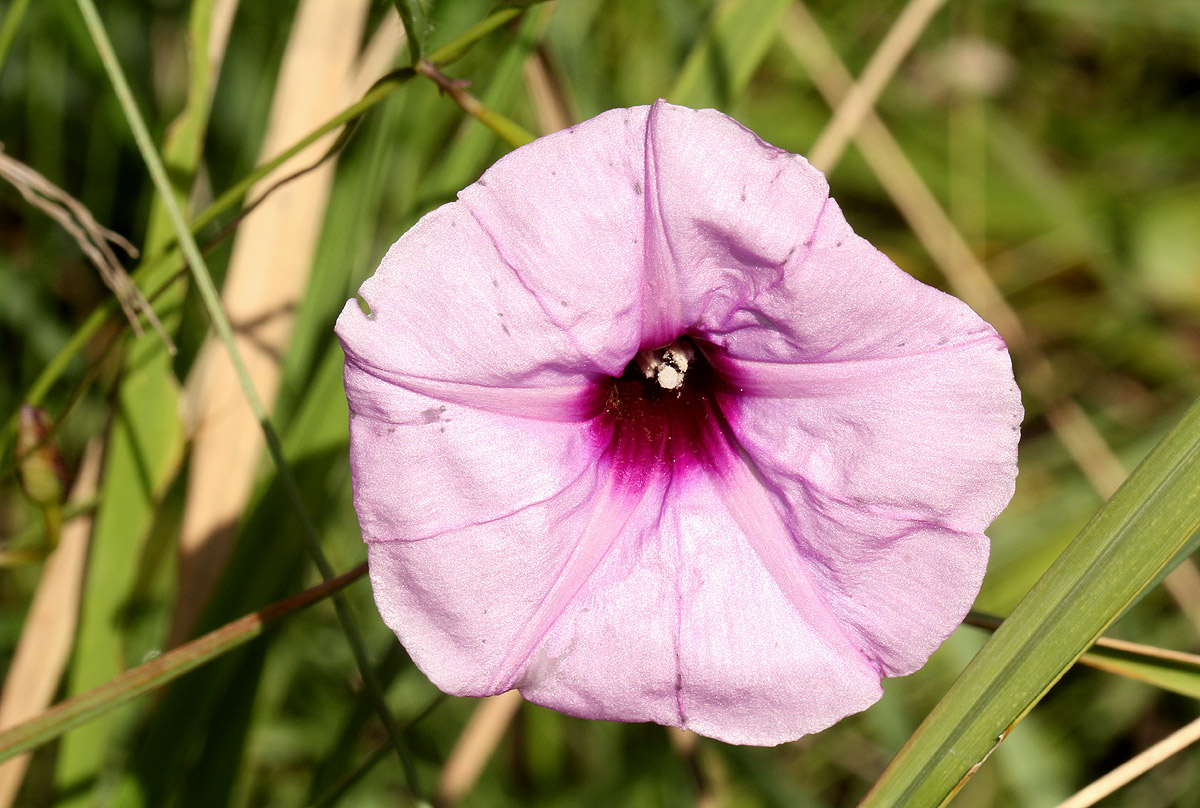 Ipomoea barteri var. barteri Ipomoea barteri var. barteri